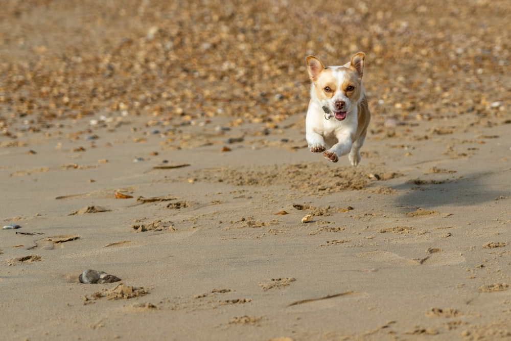 a small white dog running across a sandy beach