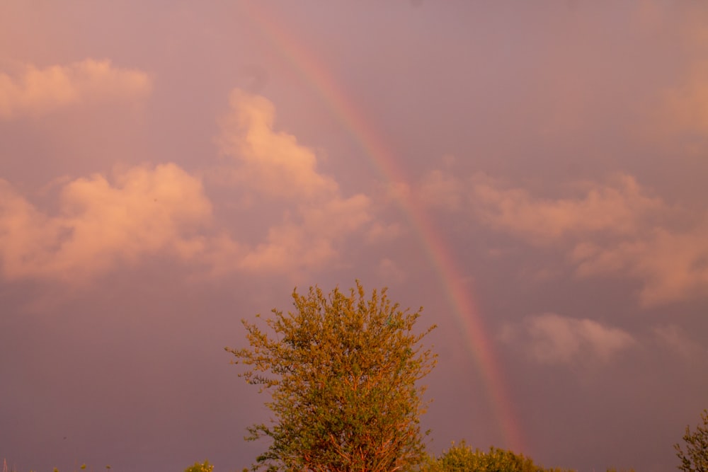 a rainbow in the sky with a tree in the foreground