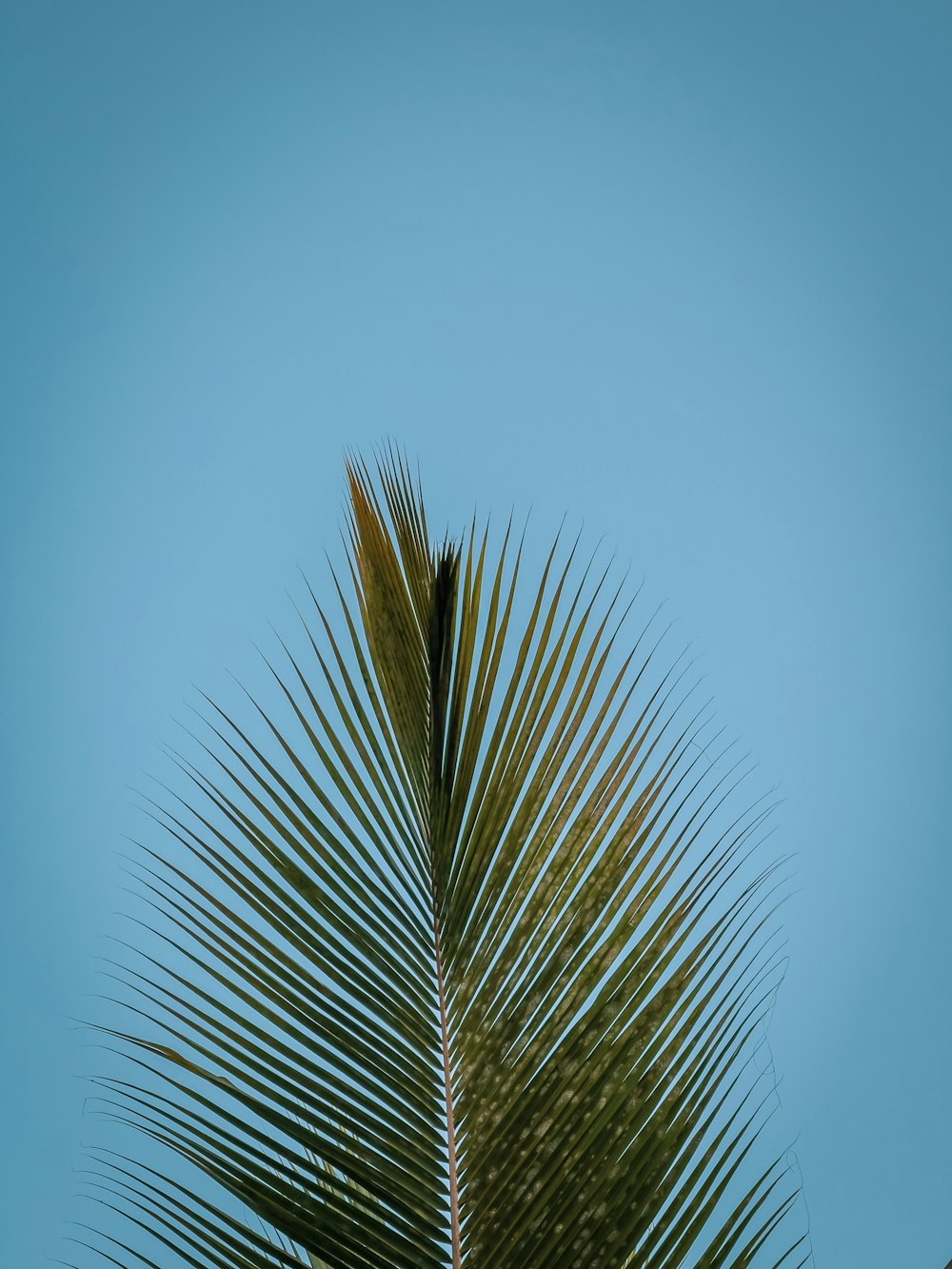 a palm tree with a blue sky in the background