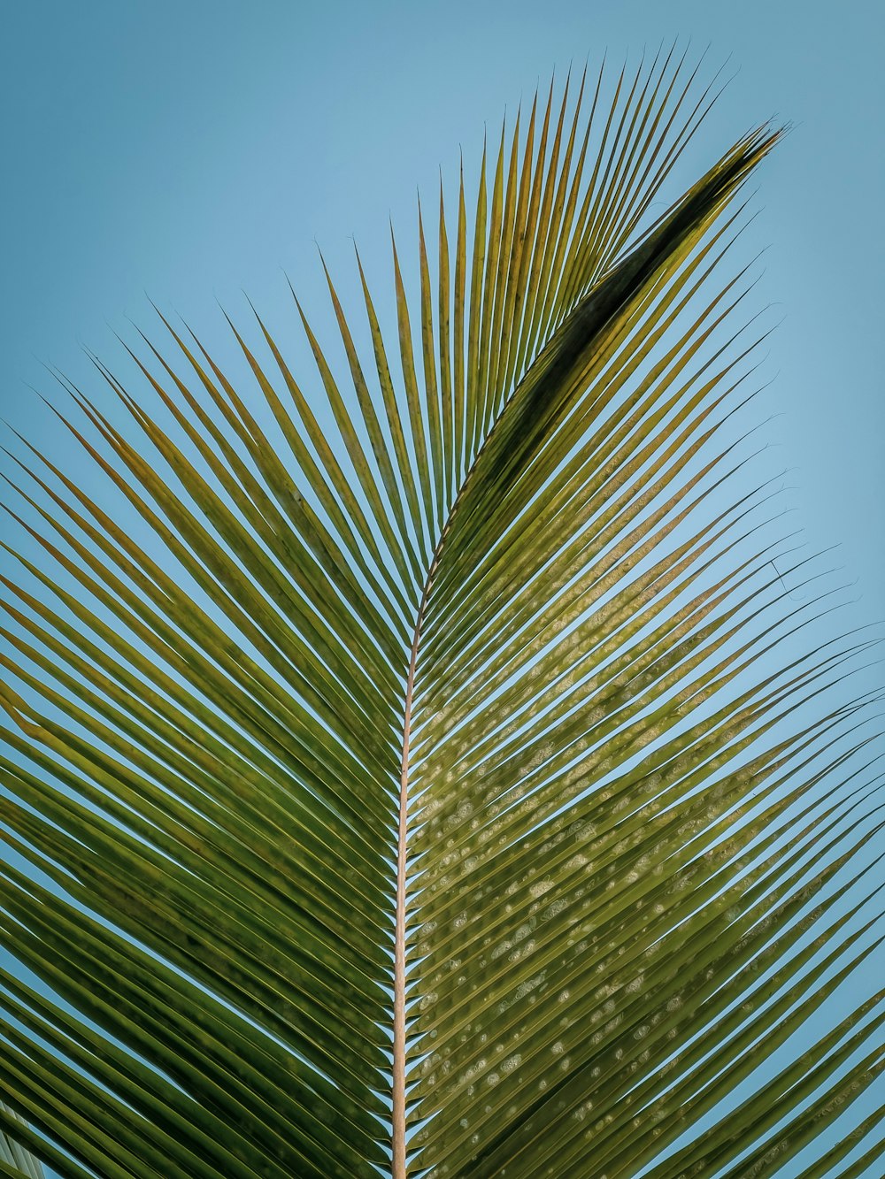 a close up of a palm leaf against a blue sky