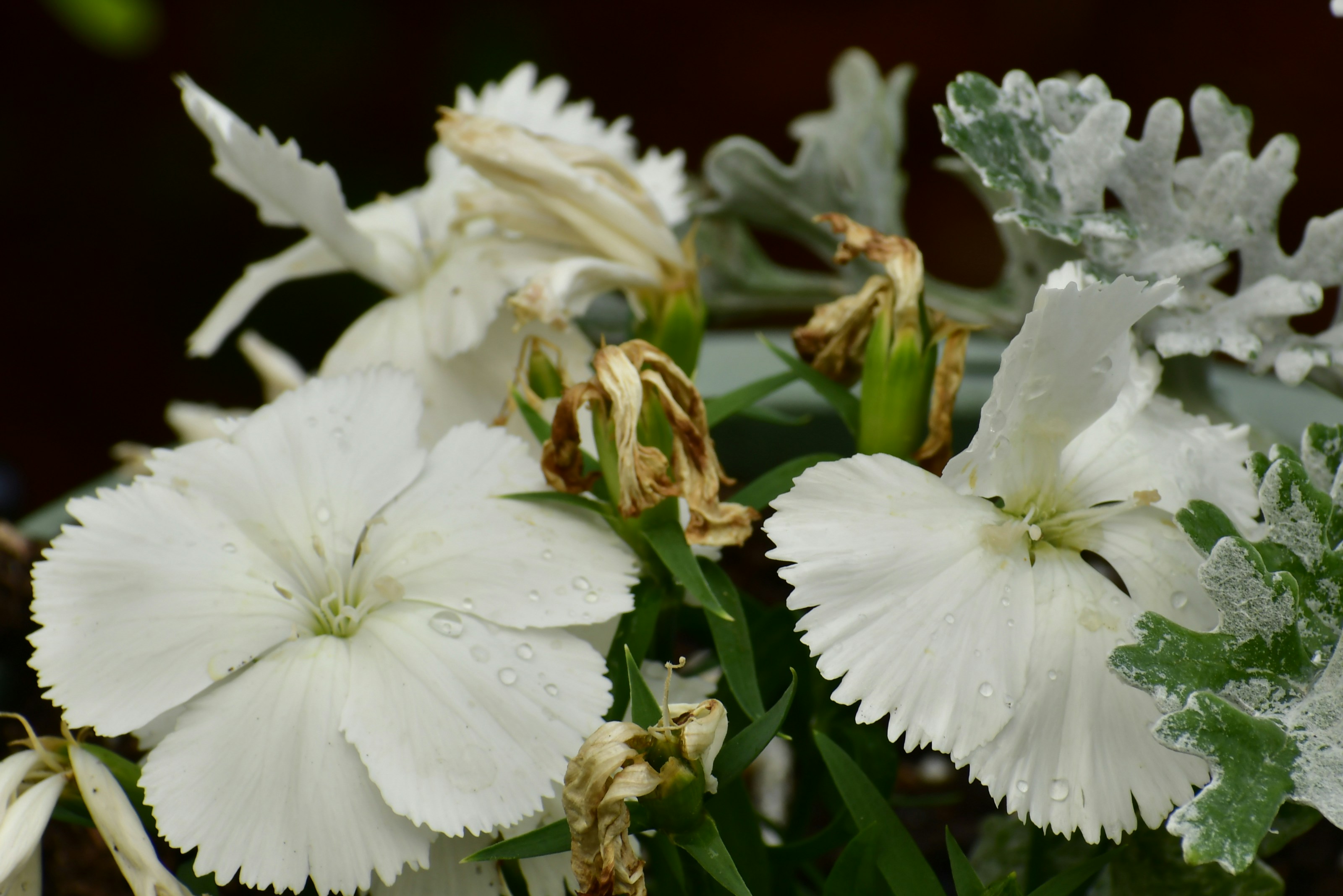 a bunch of white flowers with green leaves
