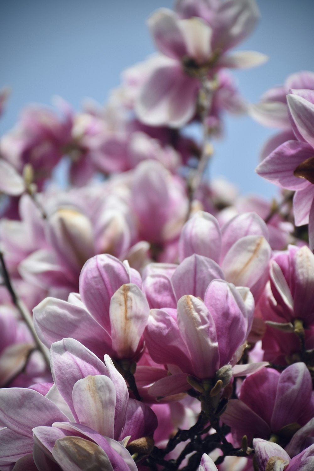 a close up of a bunch of purple flowers