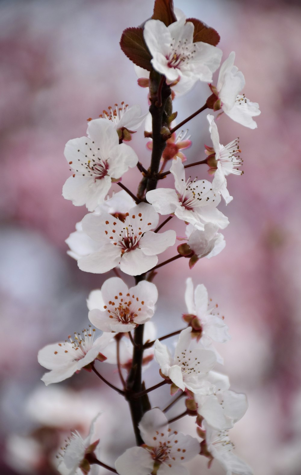 a close up of a branch with white flowers