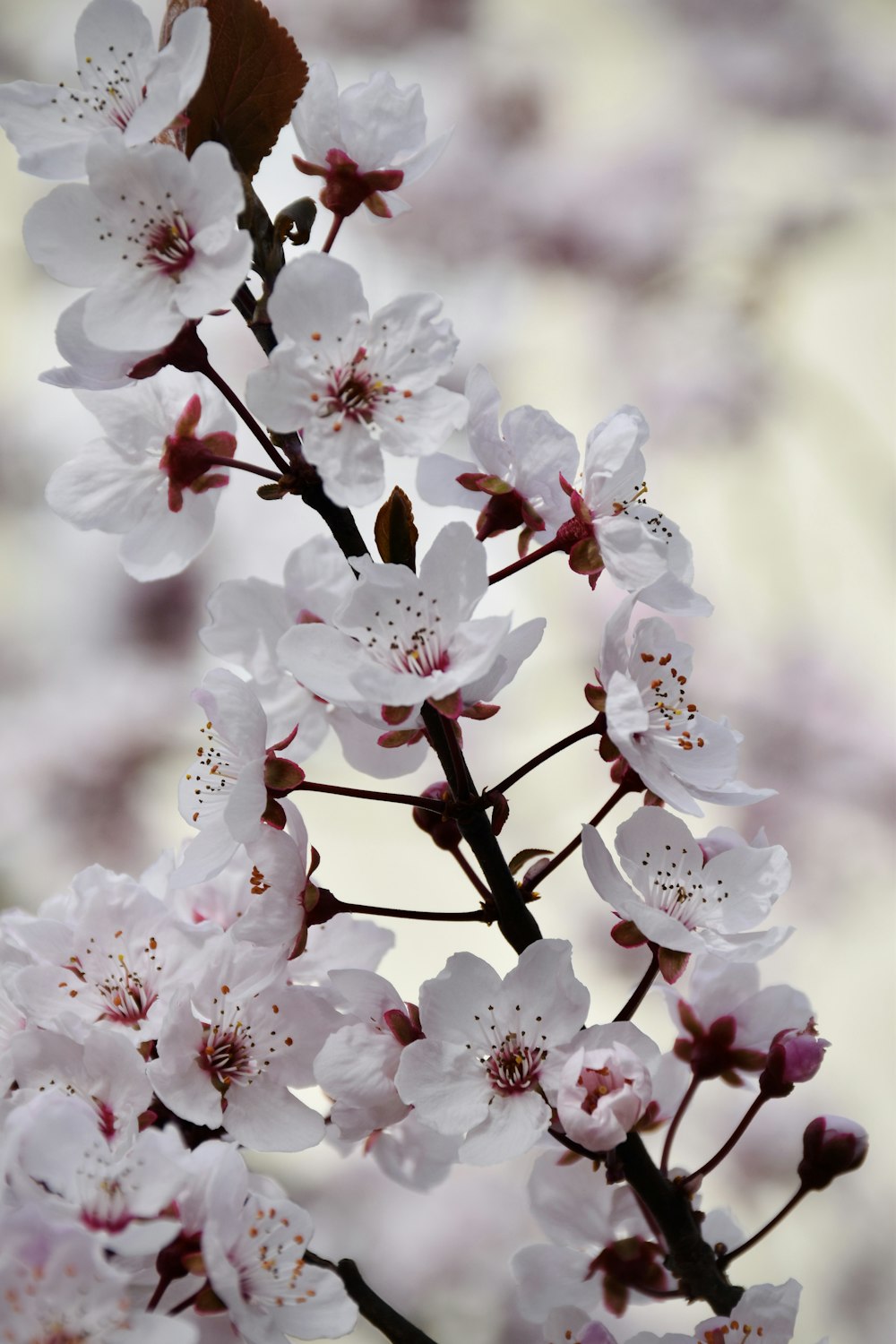 a close up of a tree with white flowers