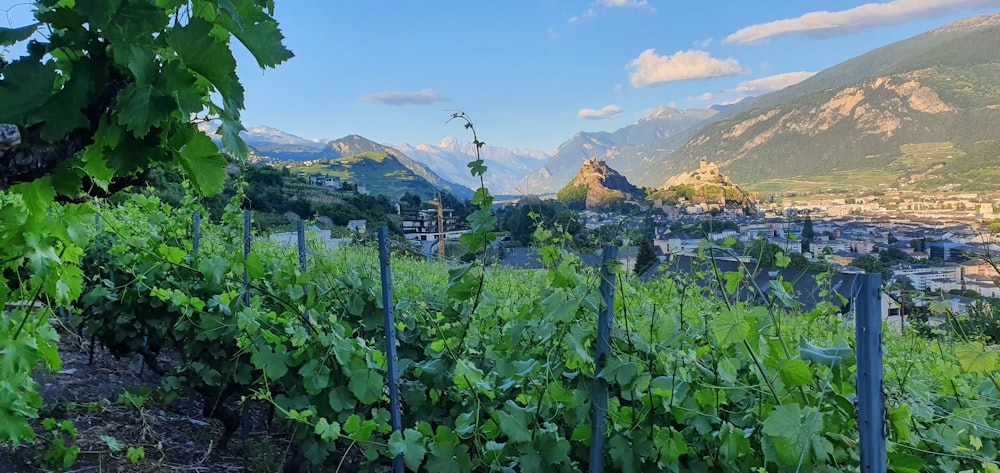 a vineyard with mountains in the background