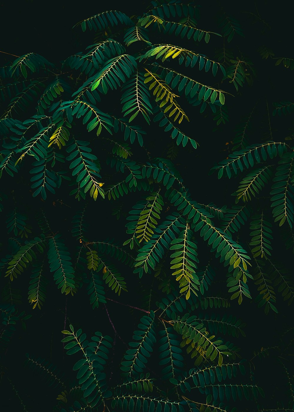 a close up of a tree with green leaves