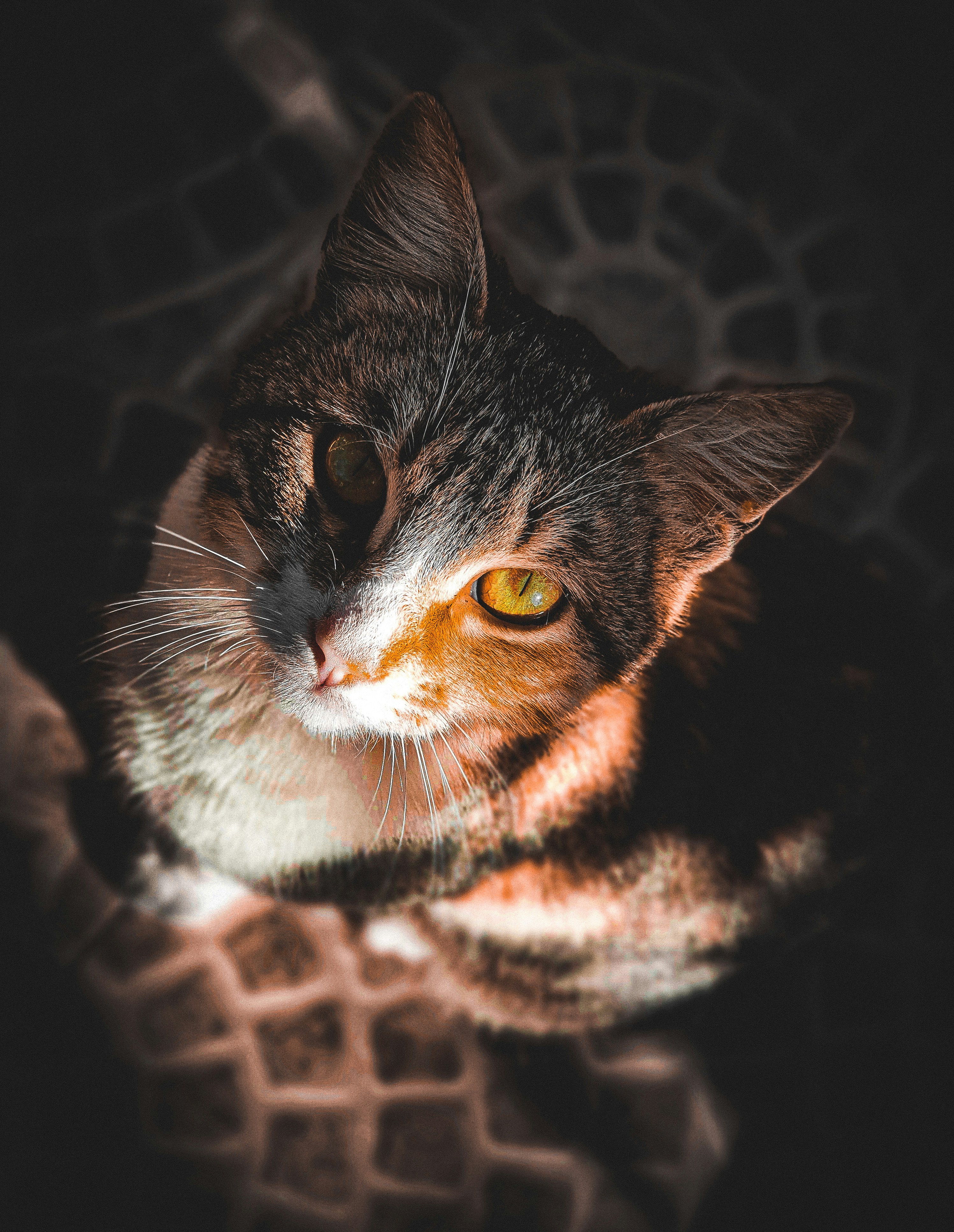 photo-1653779094115-b9aa02a541fb?ixlib=rb-4.0.3