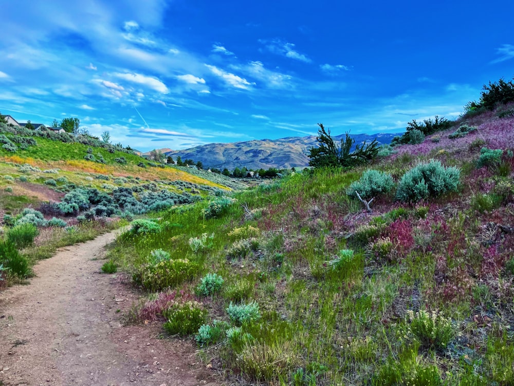 a dirt path going through a lush green hillside