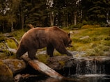 a brown bear walking across a river next to a forest
