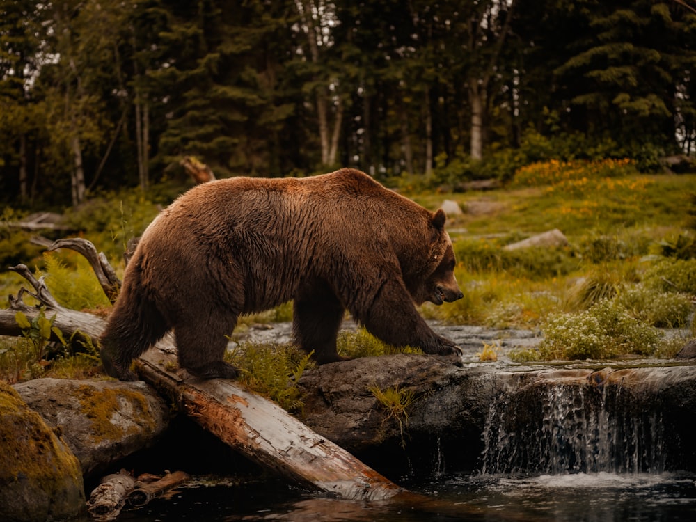 a brown bear walking across a river next to a forest