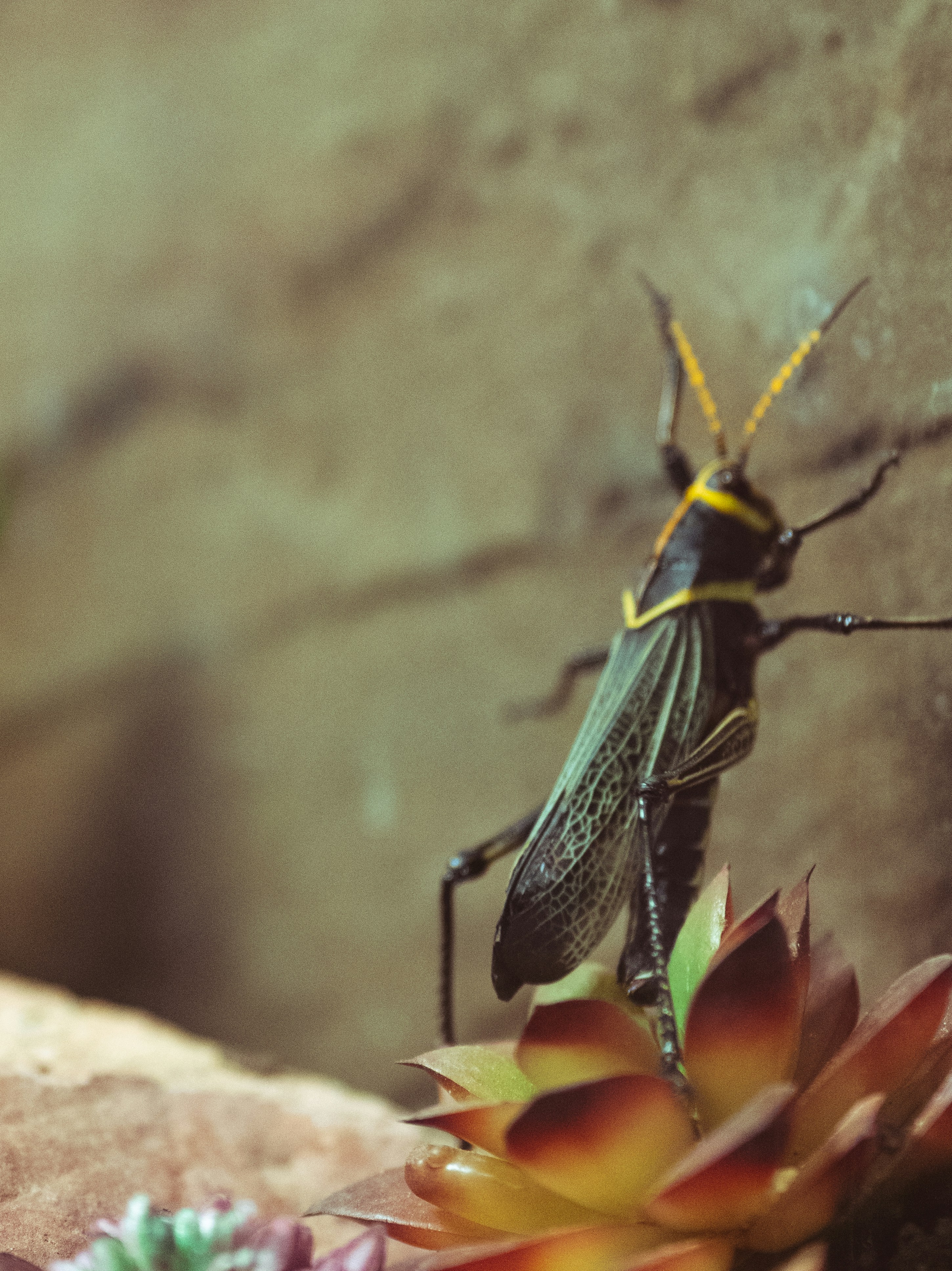 A bug sitting on top of a flower next to a wall photo – Free Grey Image ...