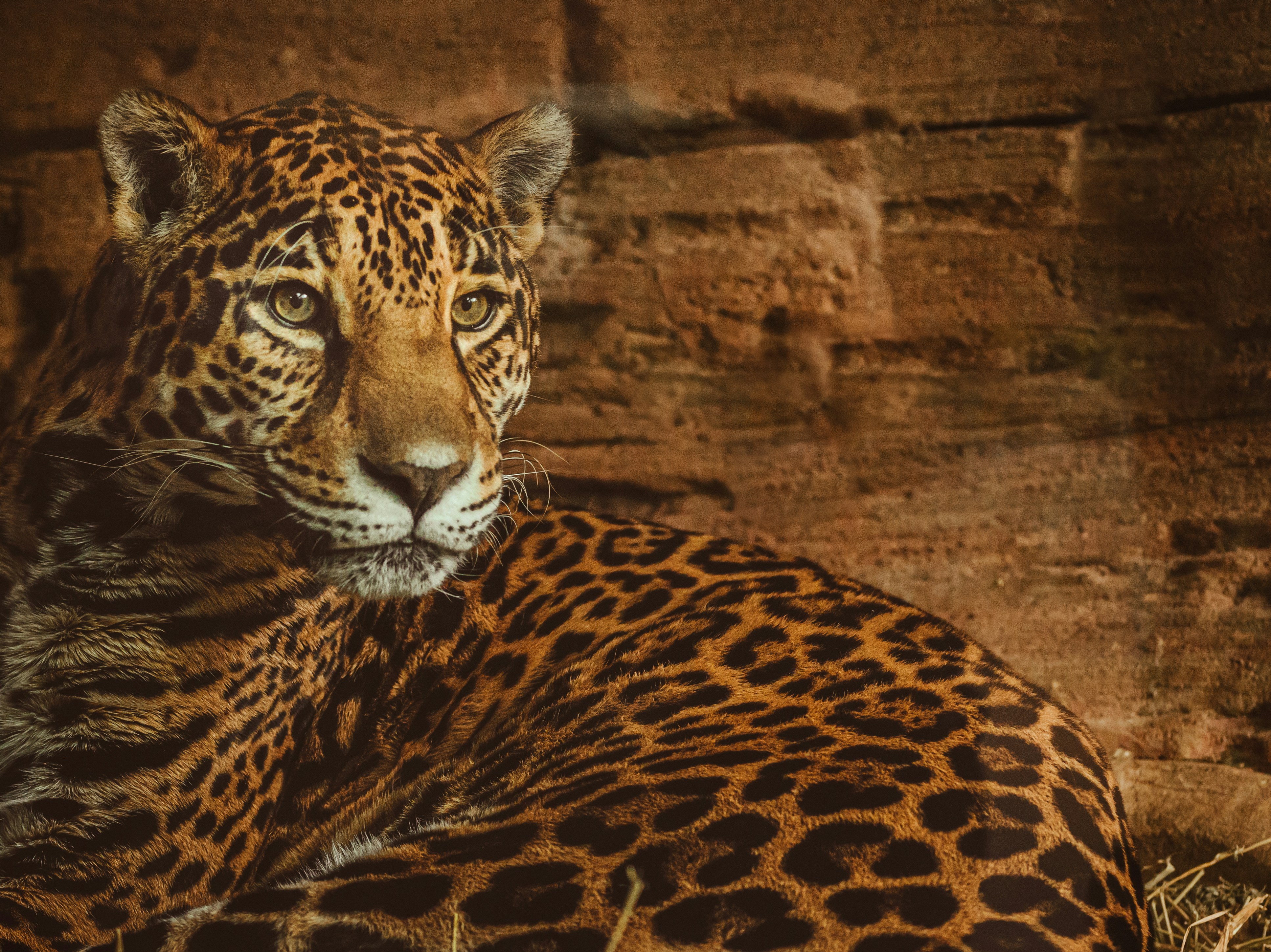 The Cat Family’s Wild Diversity (image credits: unsplash)