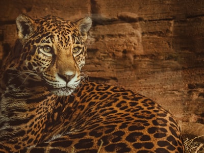 Leopardgeckos: Tipps zur Sicherheit beim Graben bis zum neuen Käfig