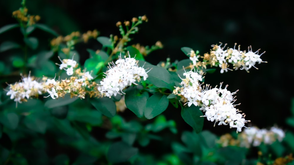 a close up of some white flowers on a tree