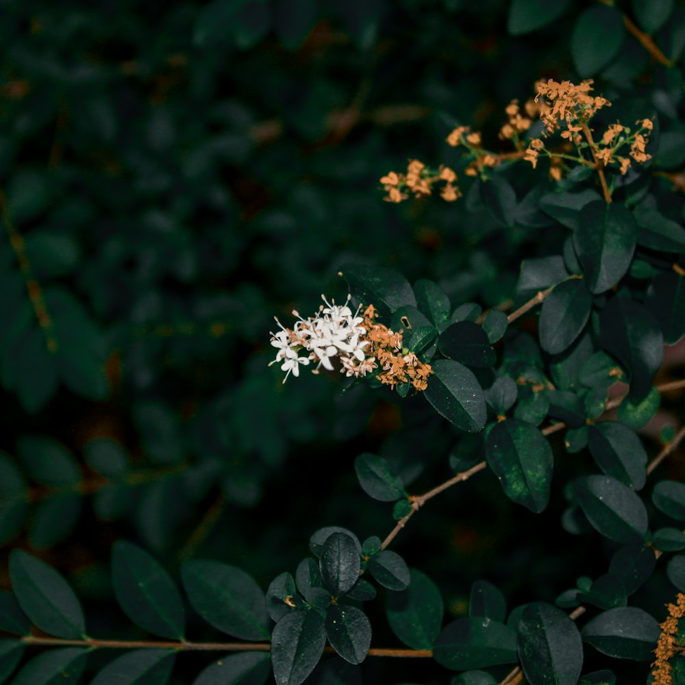 a close up of a white flower on a tree