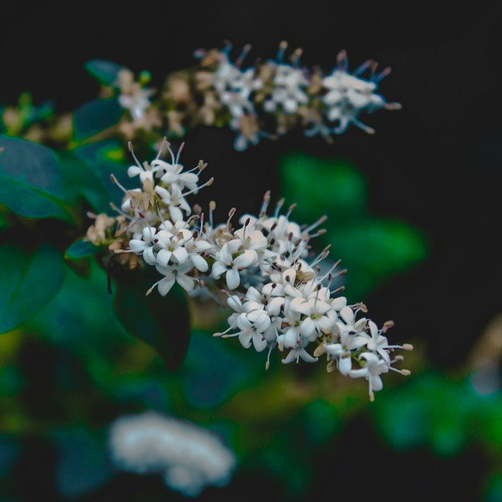 a close up of some white flowers on a tree