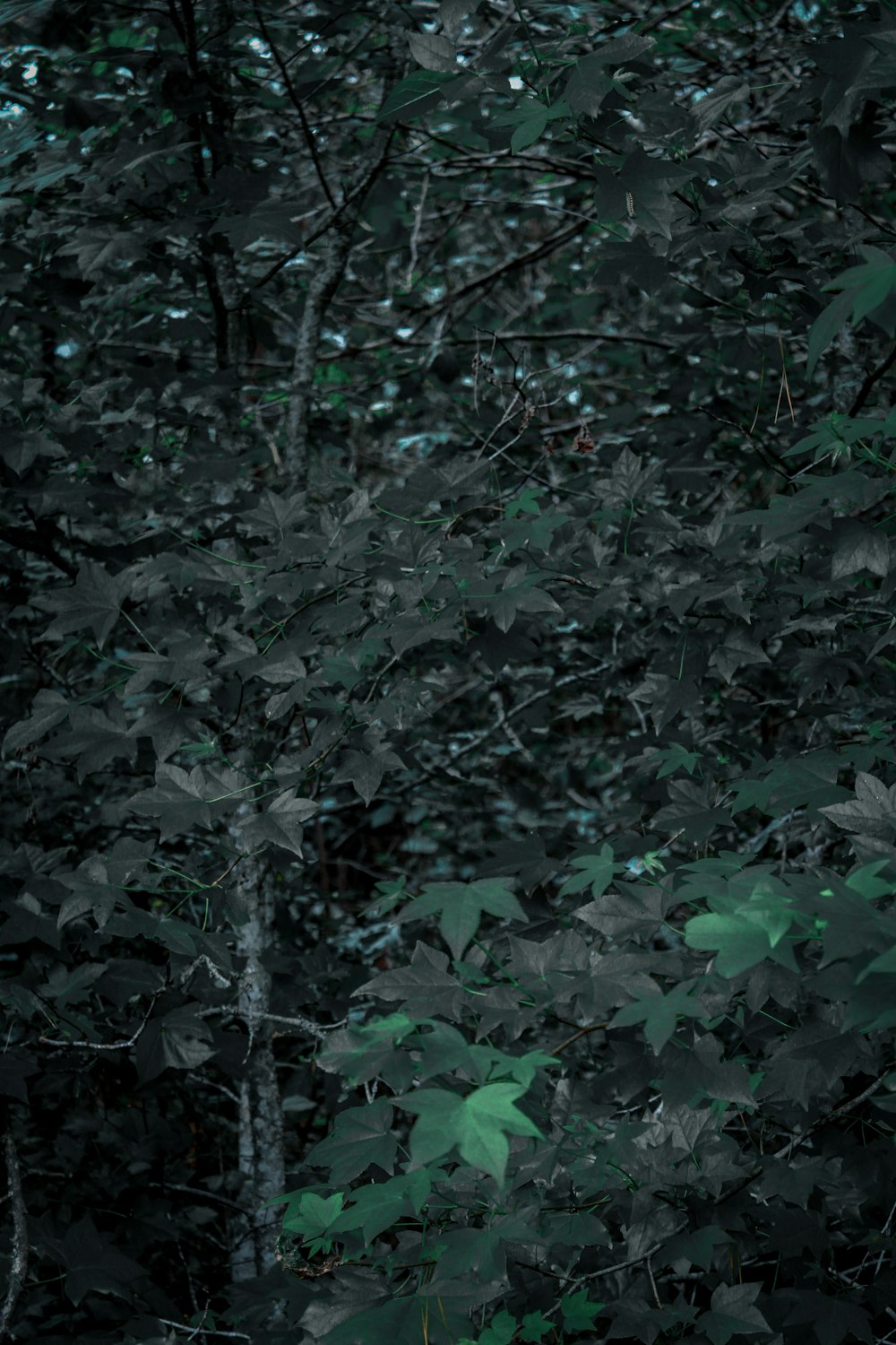 Ein Schwarz-Weiß-Foto eines Waldes