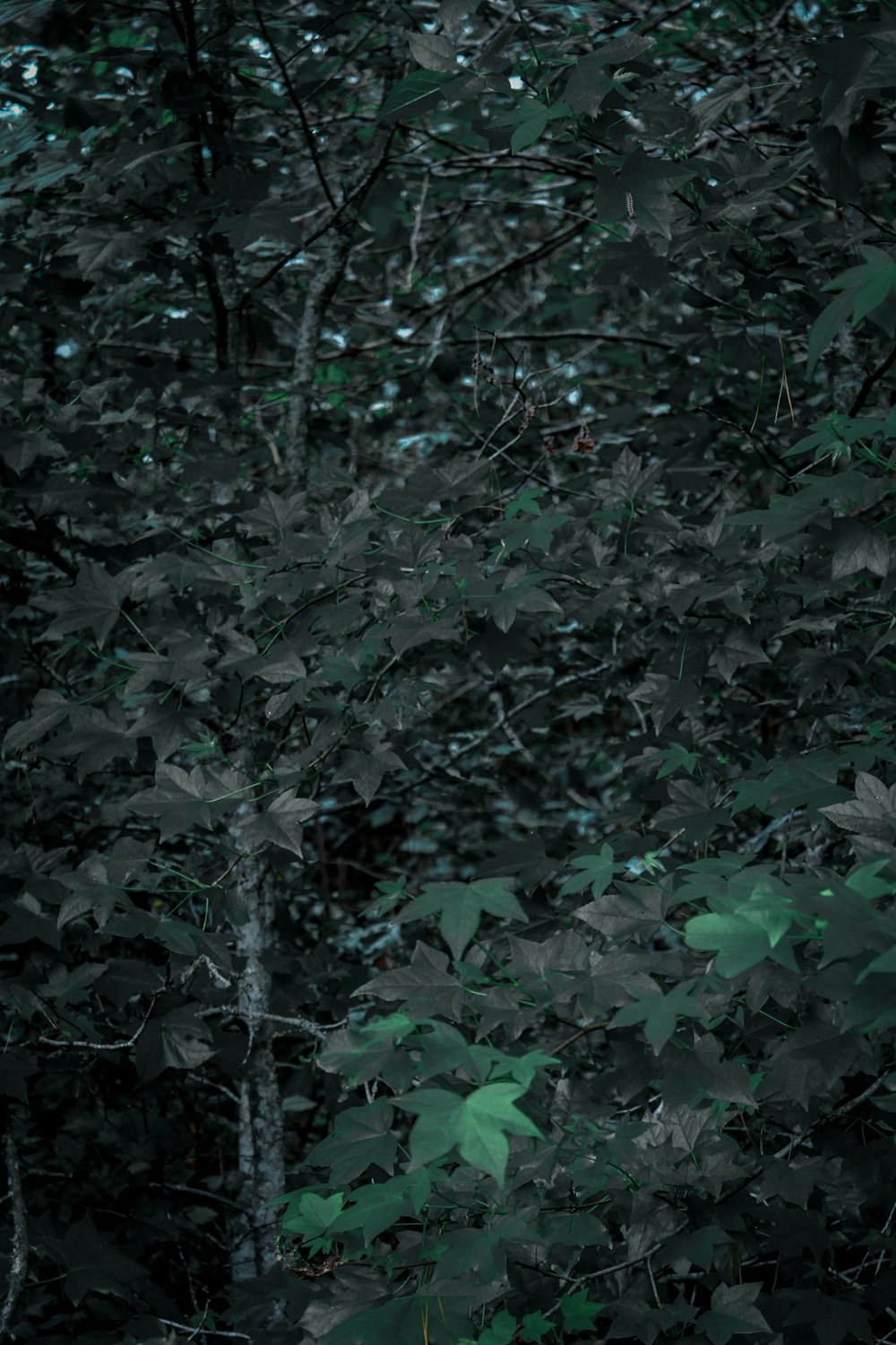 a black and white photo of a forest