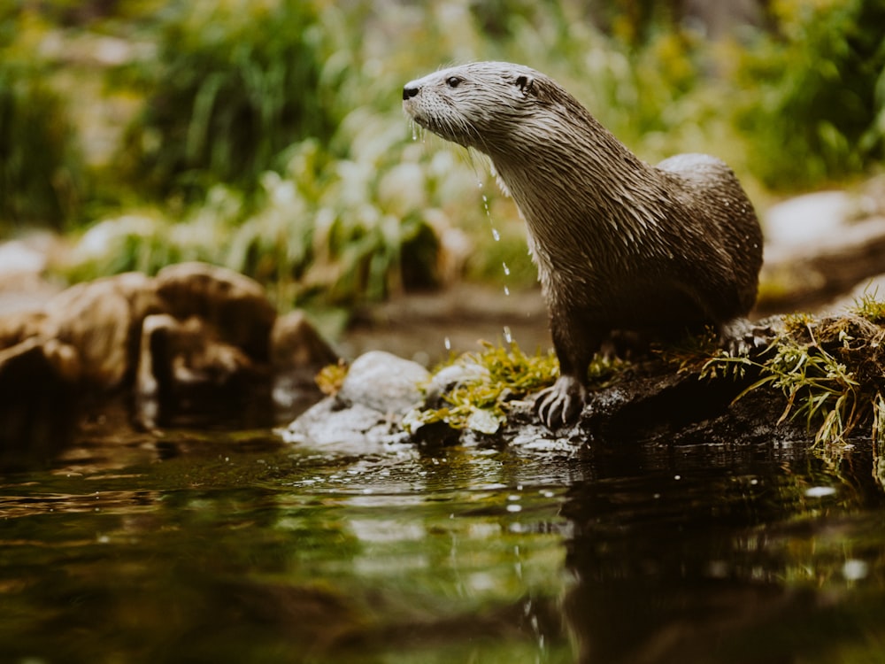 an otter sitting on a rock in the water