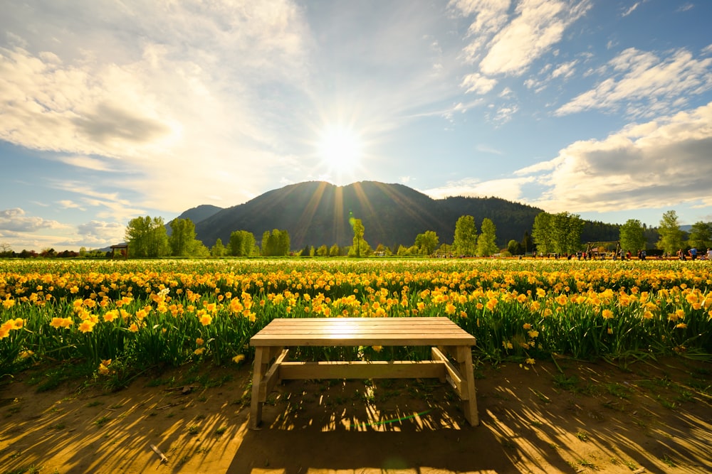 a wooden bench sitting in a field of flowers