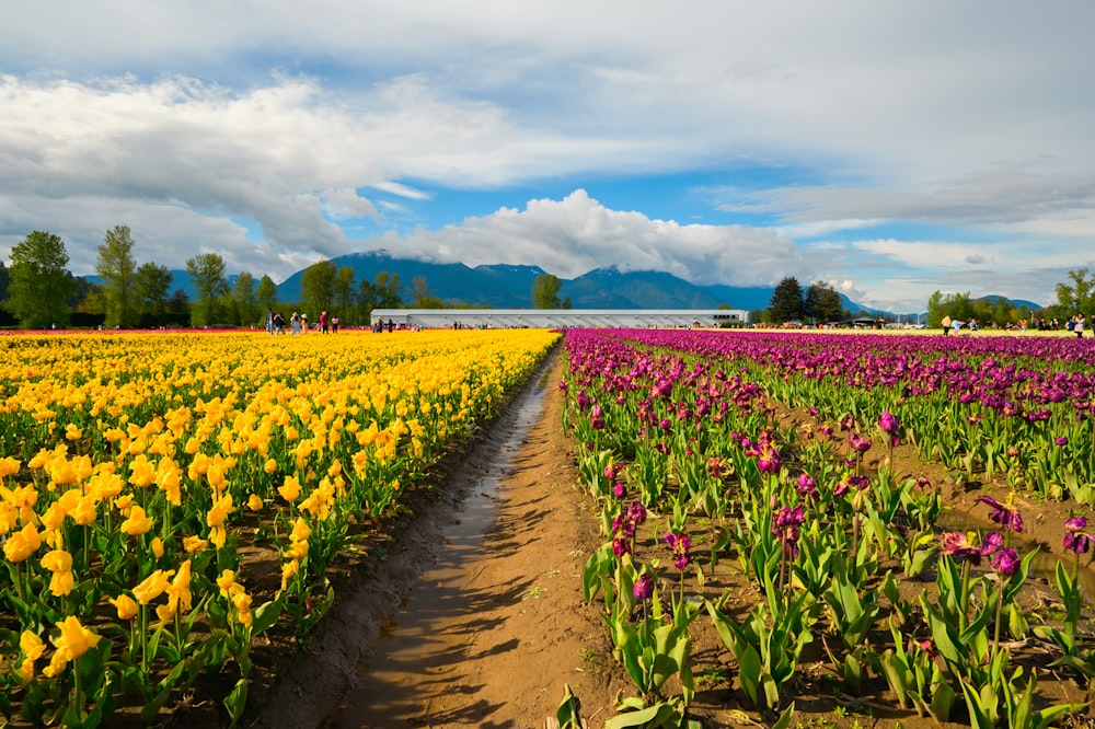 a field of yellow and purple flowers with mountains in the background