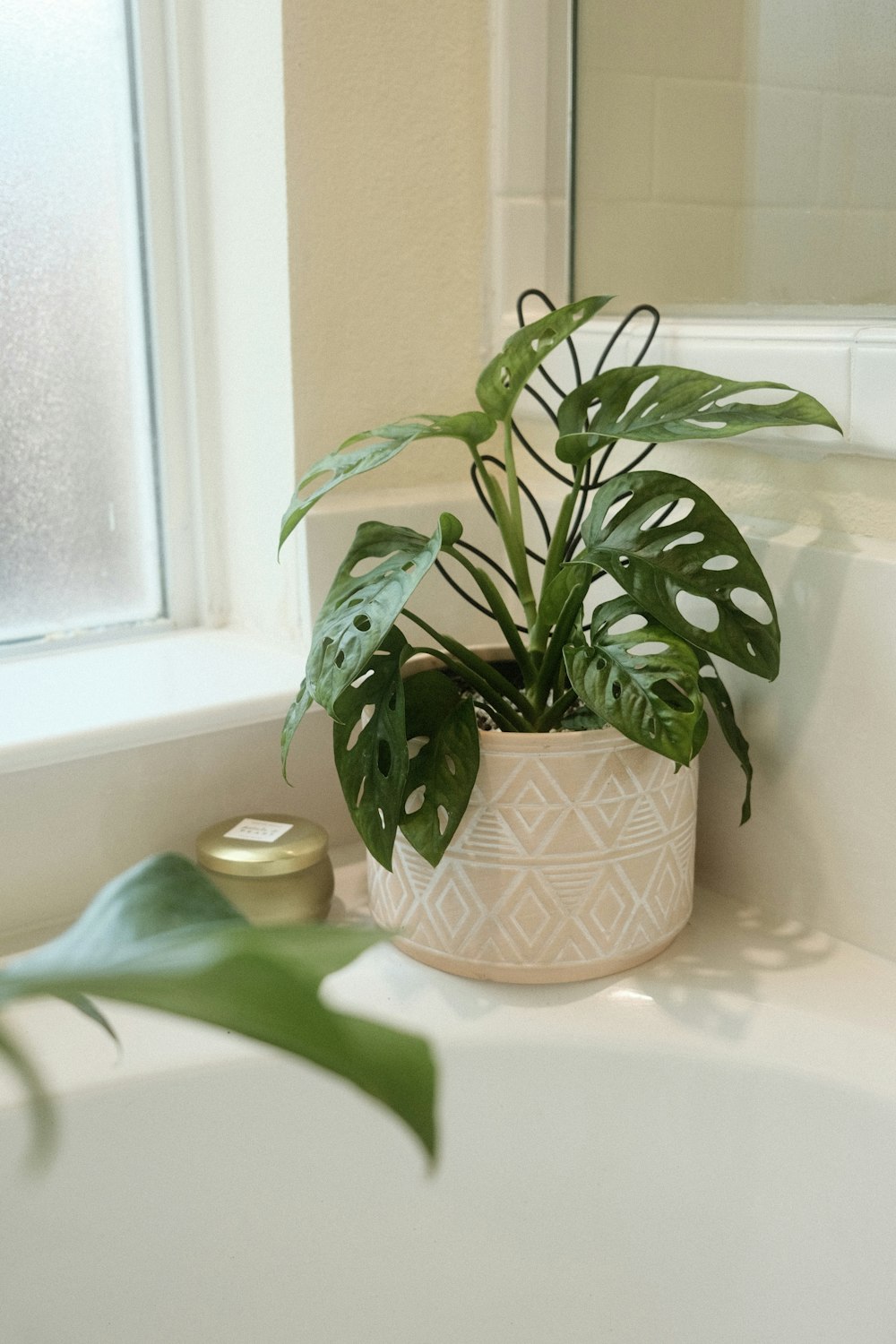 um vaso de plantas sentado em cima de uma pia do banheiro