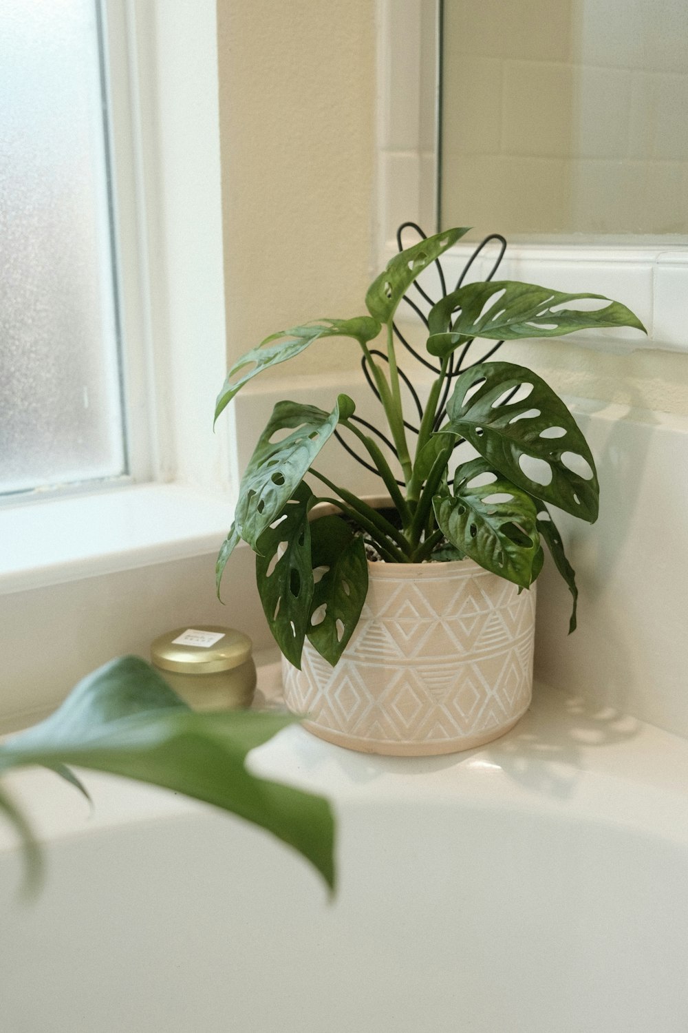 a potted plant sitting on top of a bathroom sink