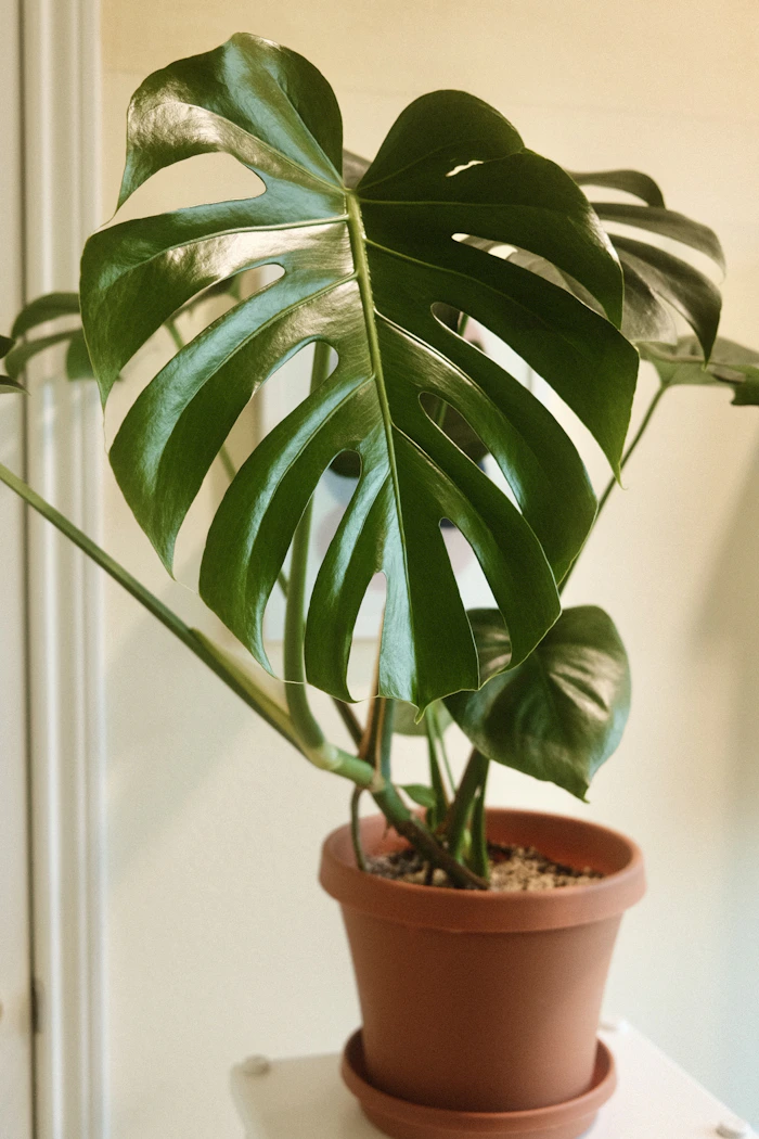 Hoja de monstera en una maceta de terracota