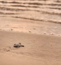 a baby turtle crawling into the sand at the beach