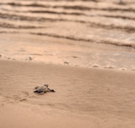 a baby turtle crawling into the sand at the beach