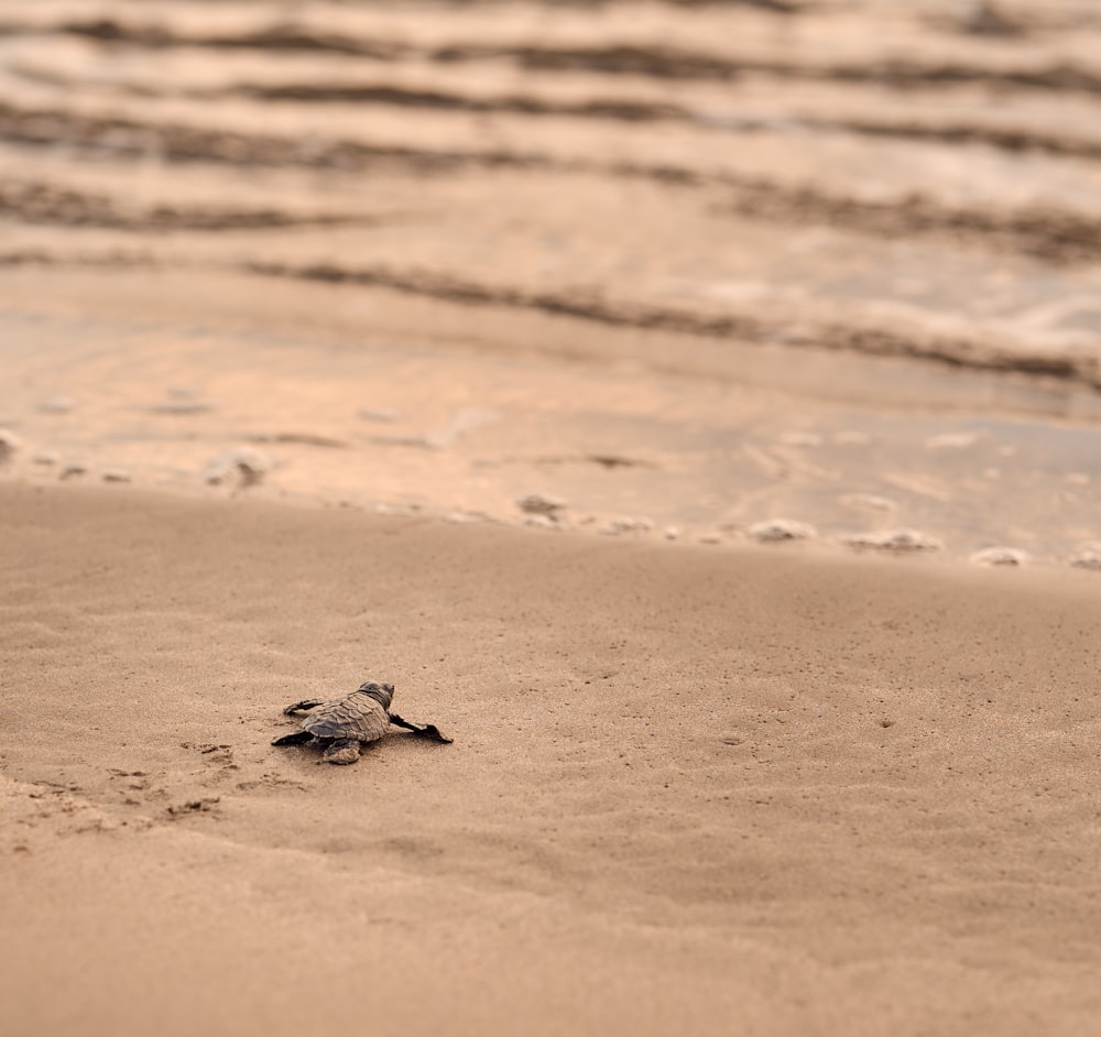 a baby turtle crawling into the sand at the beach