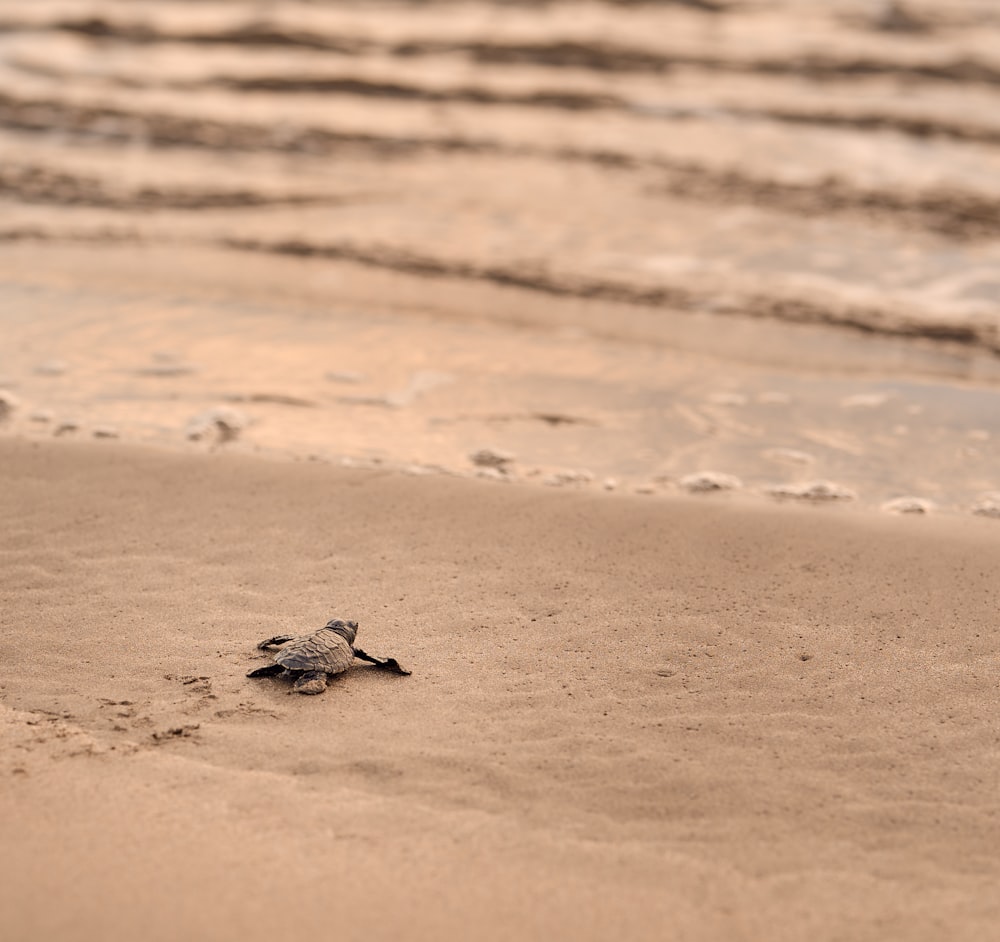 해변에서 모래 속으로 기어 들어가는 아기 거북이