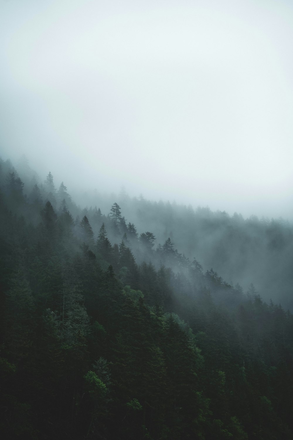 a forest filled with lots of trees covered in fog