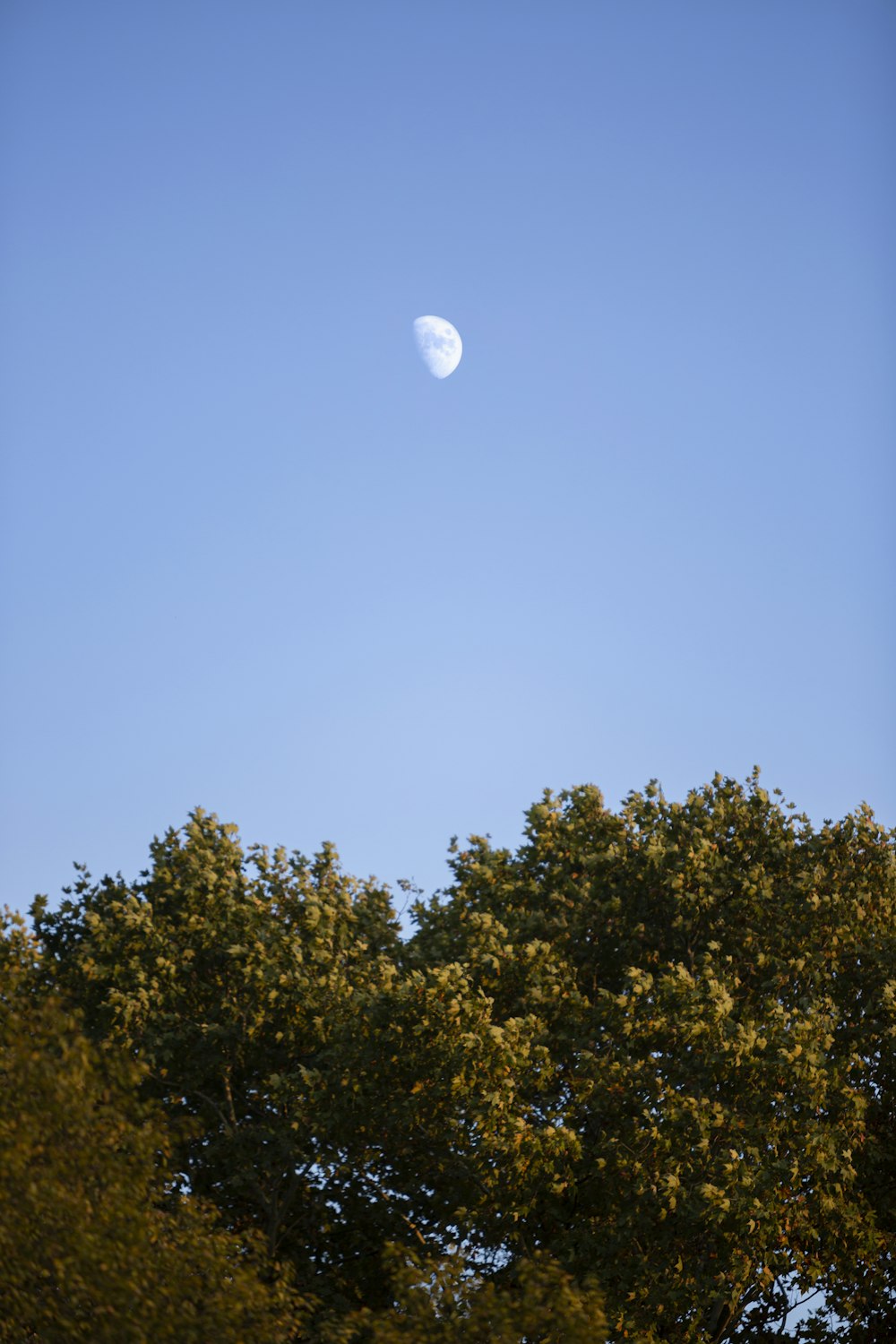 the moon is visible in the sky above the trees