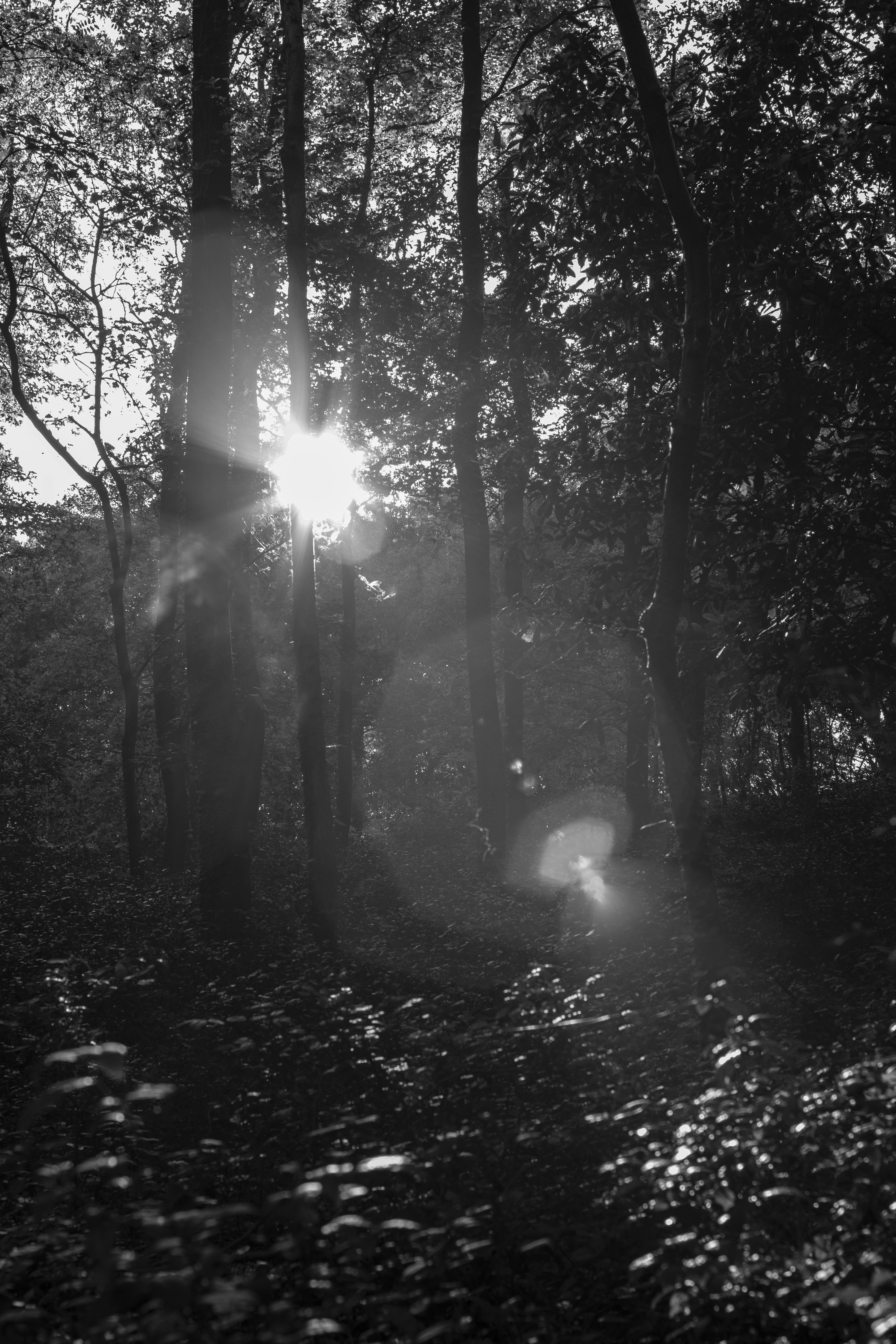 A black and white photo of the sun shining through the trees photo – Free  Forest Image on Unsplash, image size:3000x4500