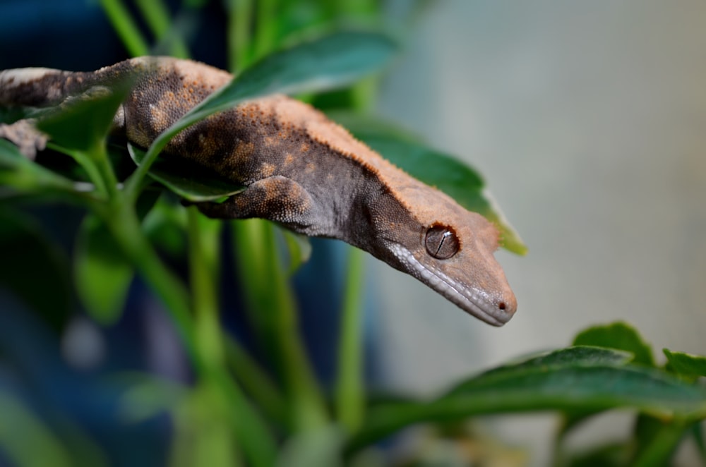 a close up of a lizard on a plant