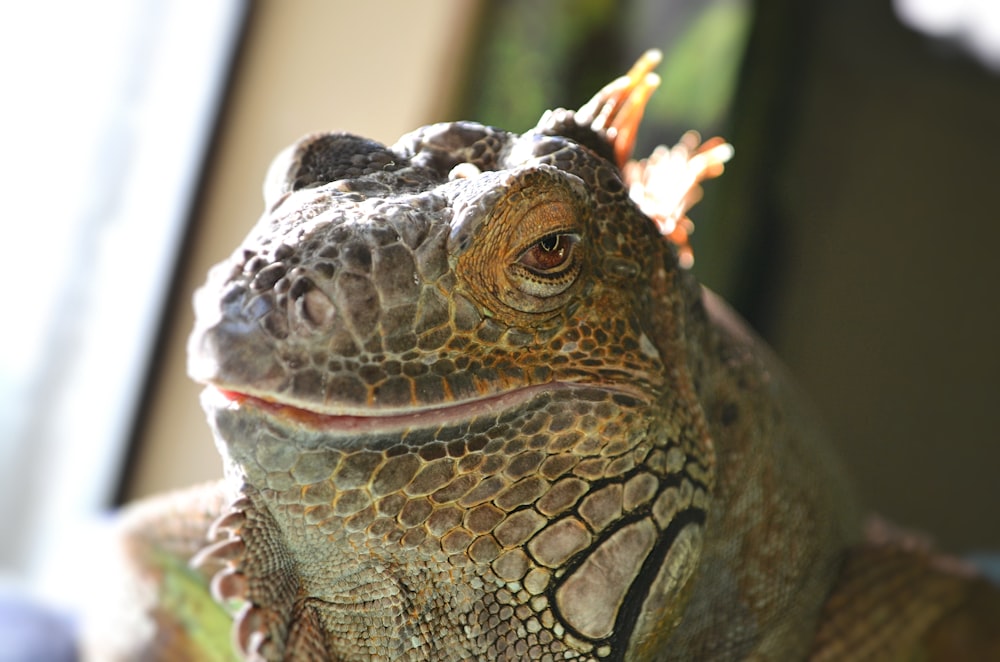 a close up of a lizard with a flower on it's head