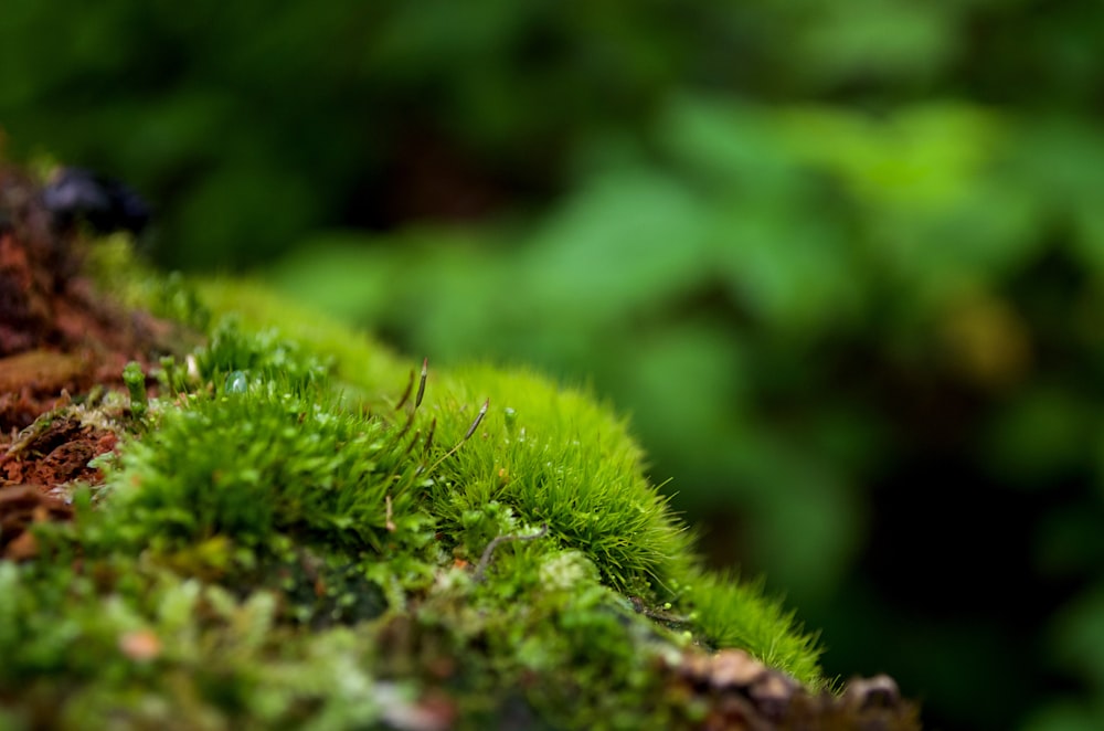 a close up of a mossy surface with trees in the background