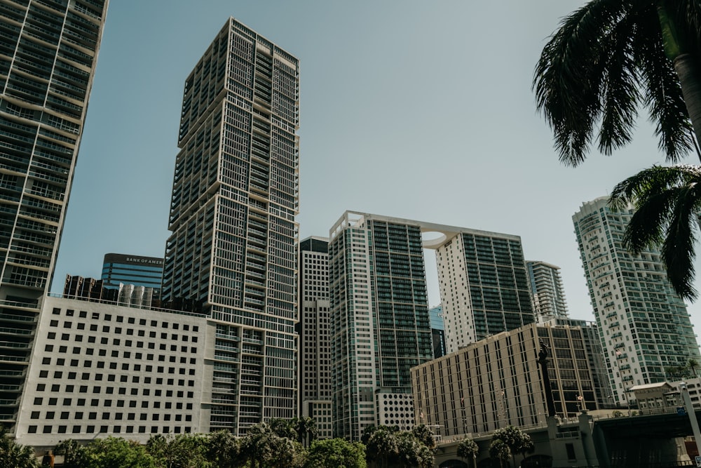 a group of tall buildings with palm trees in the foreground