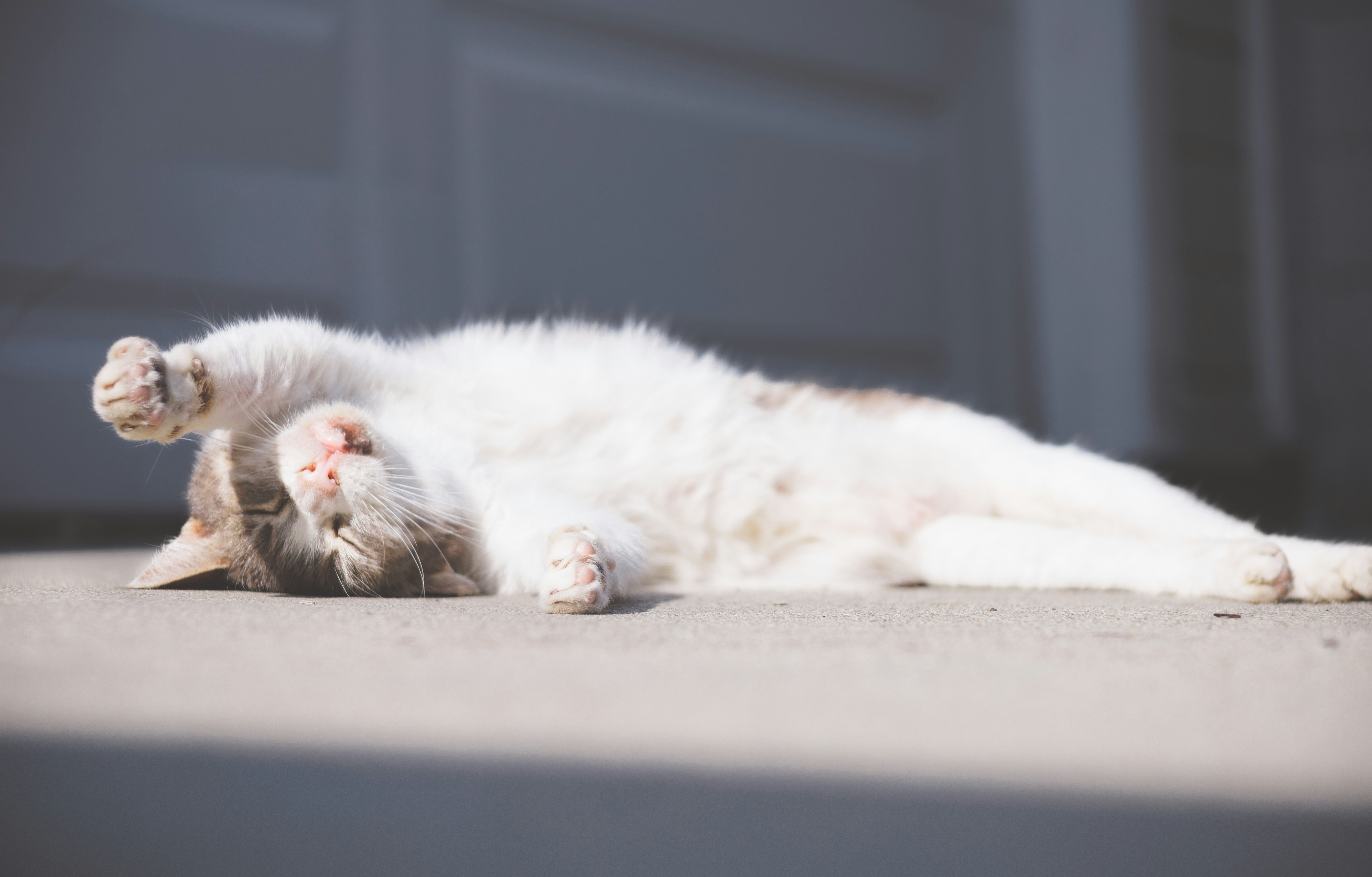 Afternoon Sunbathing: Soaking Up the Light (image credits: unsplash)
