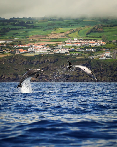 a couple of birds flying over a body of water