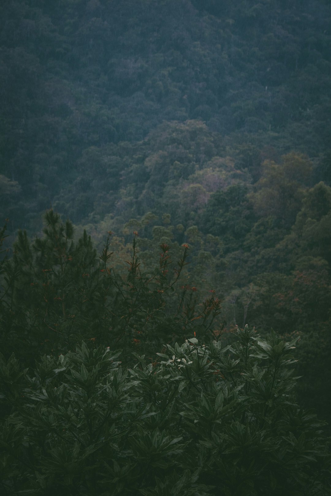 Forest photo spot Mount Batur Bali