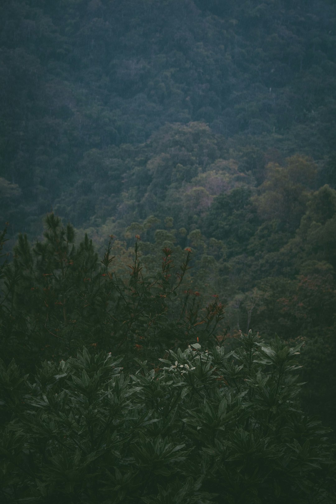 Forest photo spot Mount Batur Badung