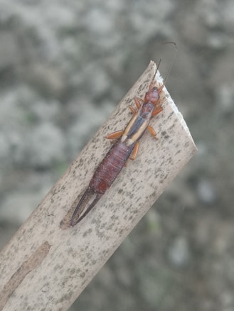 A close-up image of a brown earwig sitting on a piece of light-colored wood with visible texture. The background is blurred, indicating a shallow depth of field that draws attention to the insect and the wooden surface.