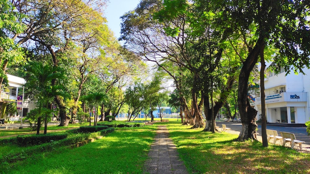 a path in the middle of a park lined with trees