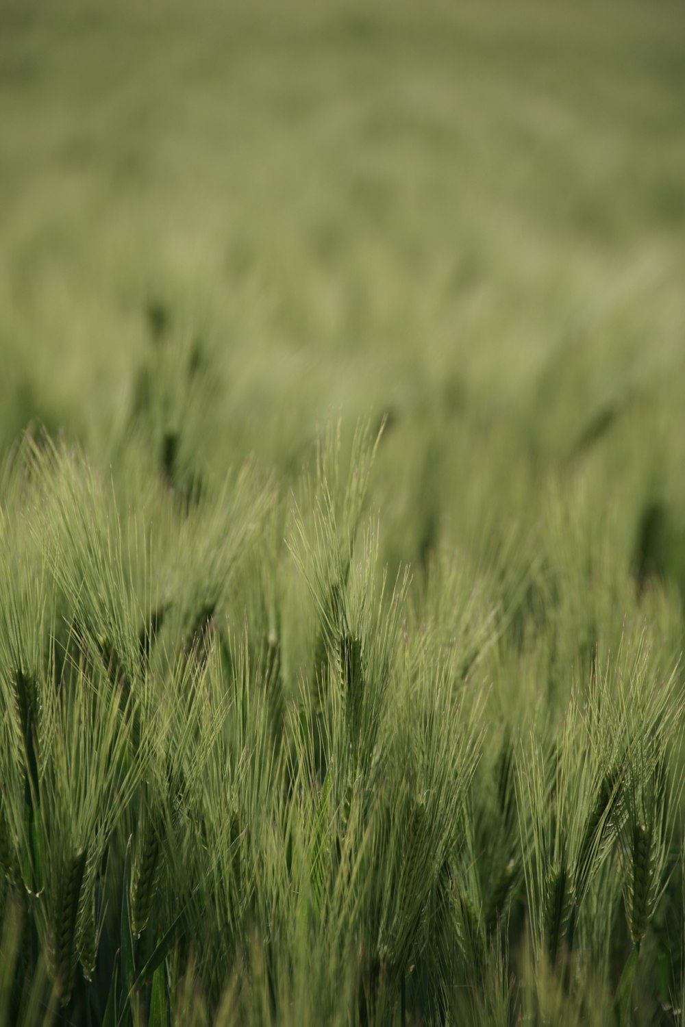 un champ d’herbe verte avec un fond flou