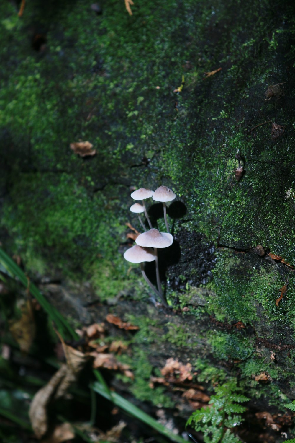 a group of mushrooms growing on the side of a mossy wall