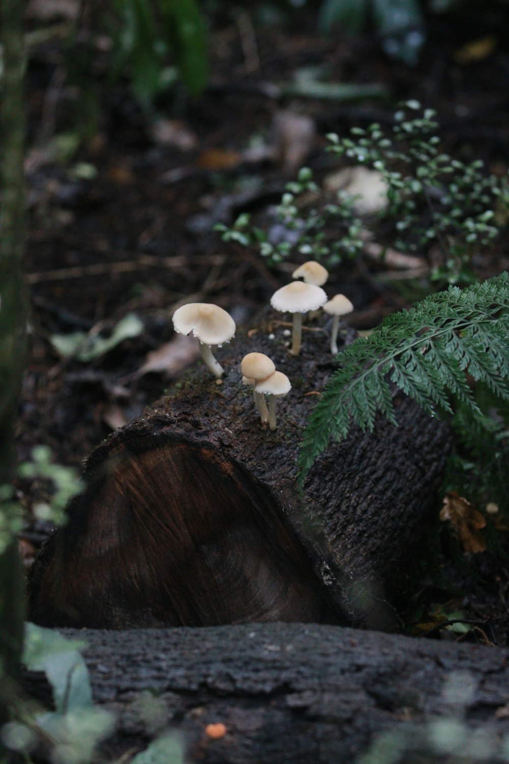 a group of mushrooms sitting on top of a tree stump