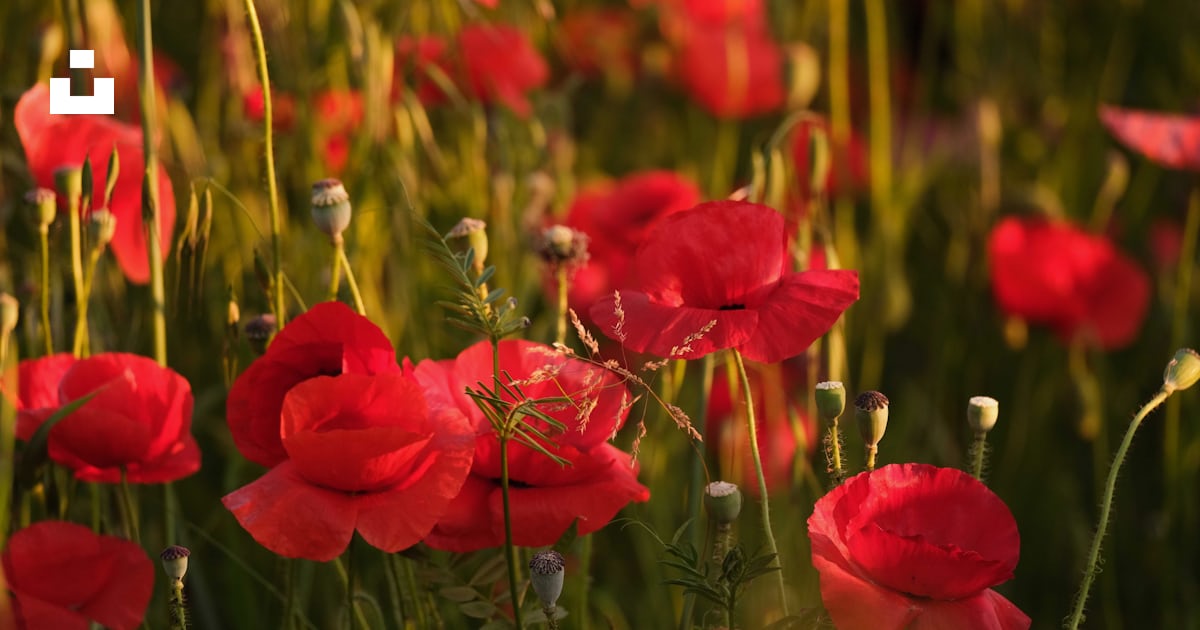 Un champ plein de fleurs rouges avec des tiges vertes photo – Photo ...