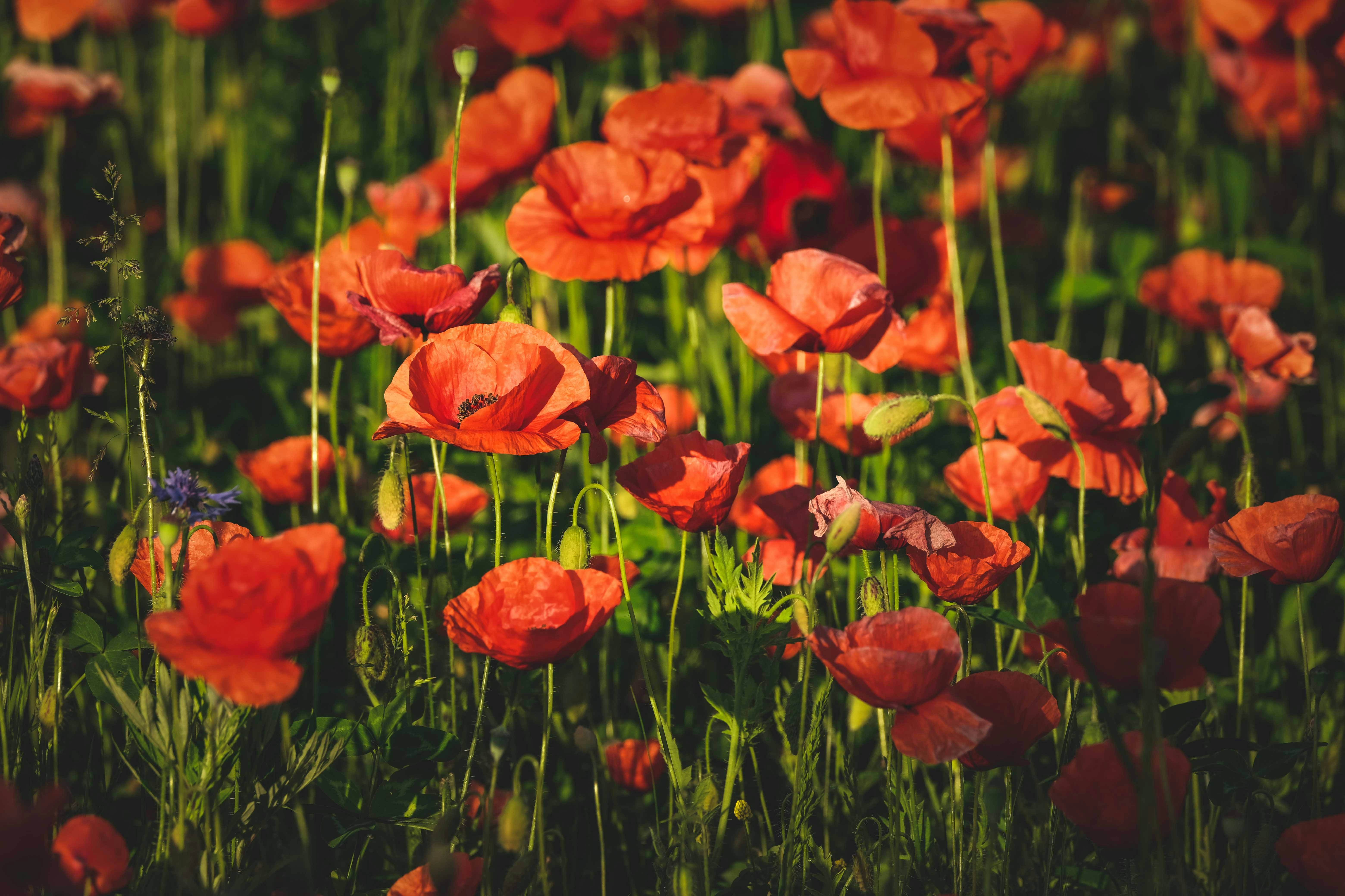 Photo by francesco_ungaro